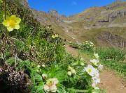Laghi di Ponteranica dai Piani dell’Avaro con splendide fioriture – 1giu26  - FOTOGALLERY